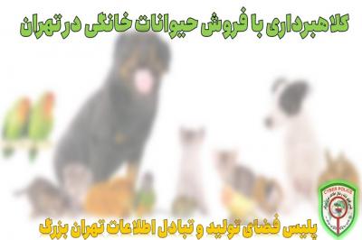 کلاهبرداری با فروش حیوانات خانگی در تهران