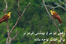 ببینید| جدال دو مرغ بهشتی قرمز نر برای جلب توجه یک ماده؛ آن‌ها حسابی می‌رقصند اما داستان شکل دیگری تمام می‌شود