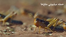 ببینید| تصاویری خیره‌کننده از حمله میلیون‌ها ملخ/ روزی 40 هزار تن غذا می‌خورند