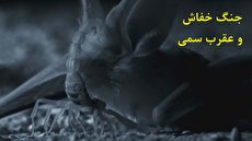 ببینید| نبرد شگفت‌انگیز خفاش و عقربی که سم‌اش انسان را از پا در می‌آورد