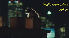 ببینید| زندگی عجیب راکن‌ها در یکی از بزرگترین شهرهای جهان/ سروکله زدن با شیطنت بچه‌ها