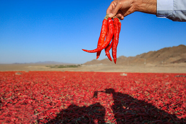 این ادویه کبد را پاکسازی و سرماخوردگی را درمان می‌کند