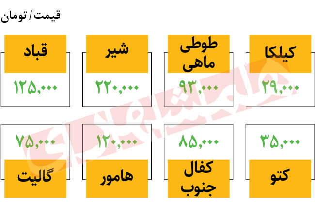 آخرین قیمت ماهی در میادین | هر کیلو ماهی شیر ۲۲۰ هزار تومان 