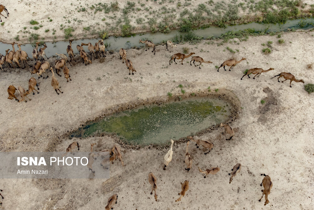 تصاویر: پرورش شتر در هویزه