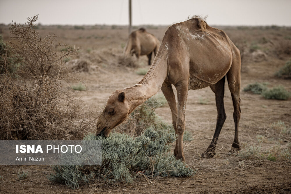تصاویر: پرورش شتر در هویزه