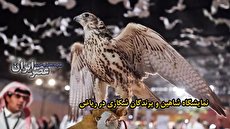 ببینید| نمایشگاه شاهین و پرندگان شکاری در عربستان سعودی