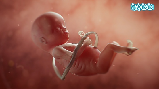 یک کشف علمی باورنکردنی : جنین در شکم مادر هم از بوی کلم پخته متنفر است!