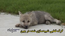 ببینید| یک دستاورد بزرگ علمی برای جلوگیری از خطر انقراض برخی حیوانات/ اولین قدم؛ گرگ قطبی شبیه‌سازی شد