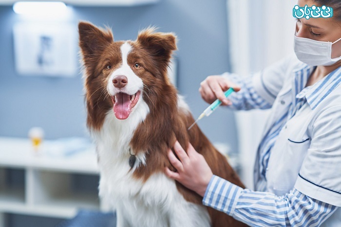 هزینه واکسیناسیون کامل سگ+ نکاتی که باید بدانید