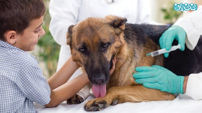 هزینه واکسیناسیون کامل سگ+ نکاتی که باید بدانید
