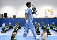 ببینید| بیمارستان پرندگان شکاری در قطر/ از جراحی تا تهیه شناسنامه و پاسپورت برای پرندگان